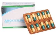 L'amoxicillina riduce in pani i batteri resistenti alla droga antibiotici semisintetici 500mg